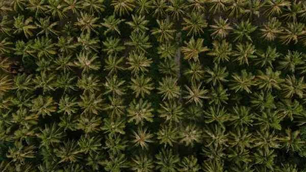 an aerial view of a palm platation. the rows of trees are perfectly alined