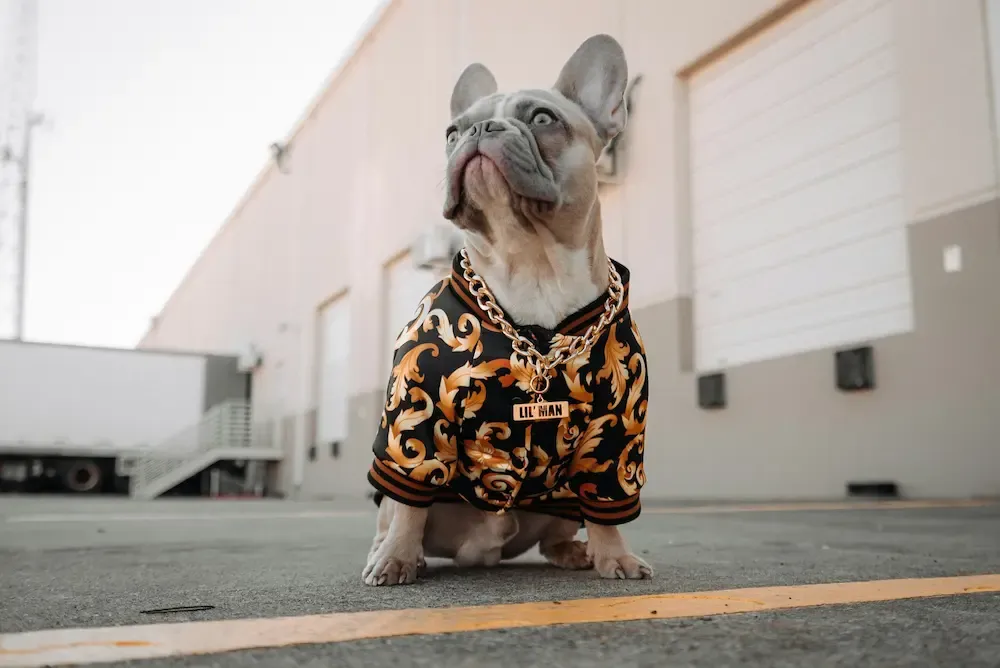 A bulldog in a defiant pose wearing a stylish jumper and gold chain