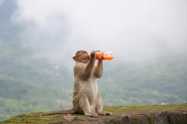 monkey drinking orange soda