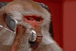 monkey on the phone listening intently and looking confused