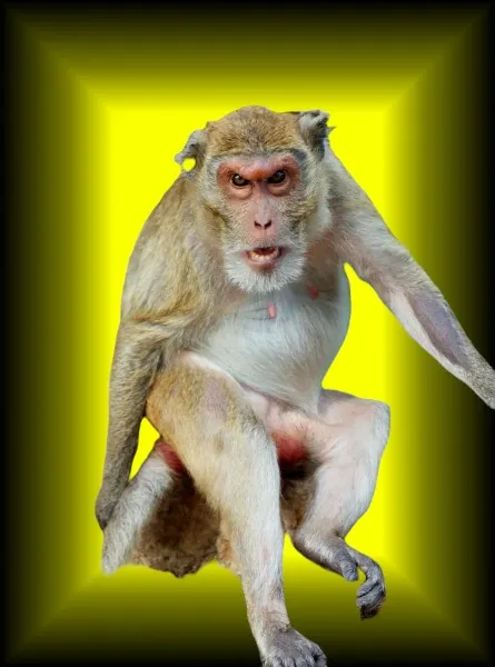 floating monkey in yoga pose
